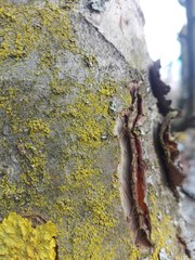 Candelariella xanthostigma