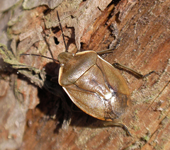 Chlorochroa pinicola