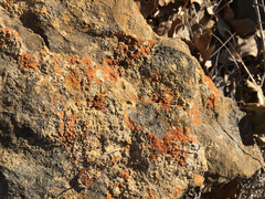 Flavoplaca citrina