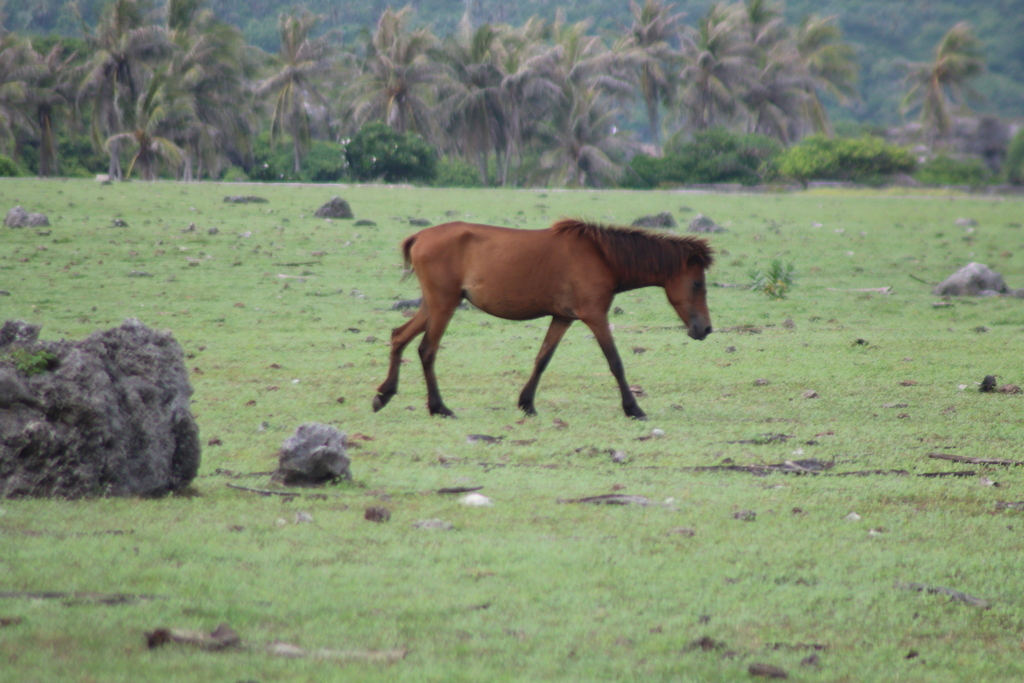 Kuda (Equus caballus)