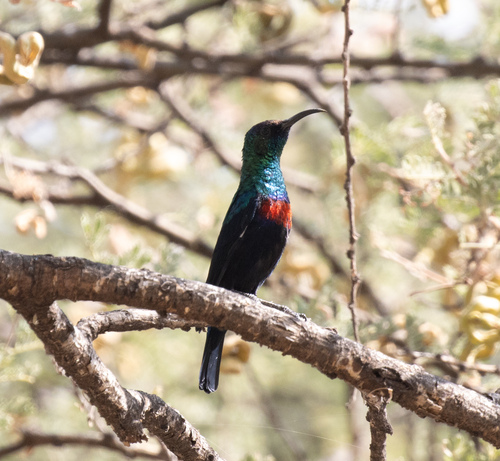 Abyssinian Sunbird (Cinnyris habessinicus), photo 7