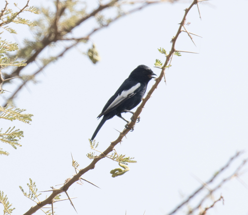 White-winged Black Tit (Melaniparus leucomelas), photo 6