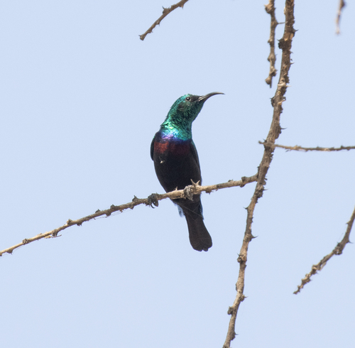 Abyssinian Sunbird (Cinnyris habessinicus), photo 9
