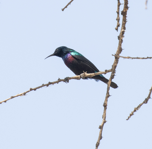 Abyssinian Sunbird (Cinnyris habessinicus), photo 8