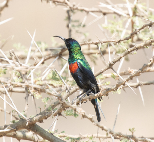 Abyssinian Sunbird (Cinnyris habessinicus), photo 9