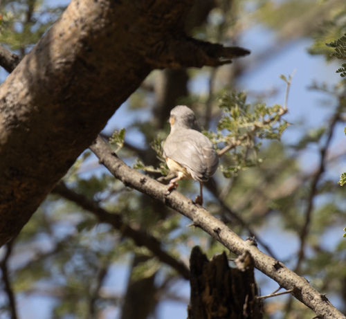 Northern Crombec (Sylvietta brachyura), photo 9