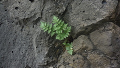 Cheilanthes viridis viridis