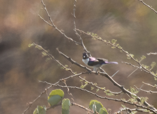 Eastern Violet-backed Sunbird (Anthreptes orientalis), photo 9