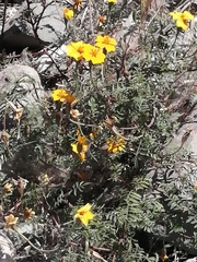 Tagetes lunulata