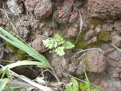 Cheilanthes viridis viridis