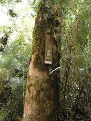 Laureliopsis philippiana