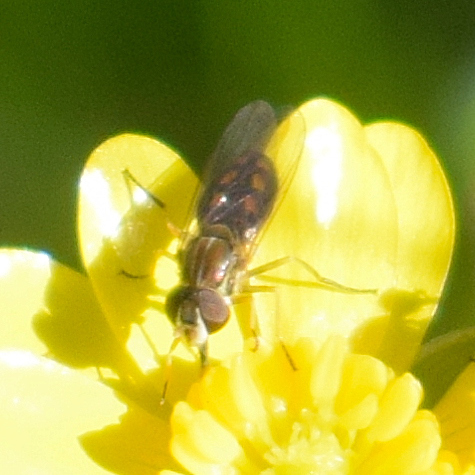 Unknown species found near Santa Teresa County Park, CA, USA
