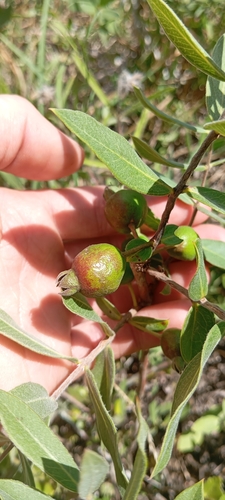 Psidium salutare, photograph 5