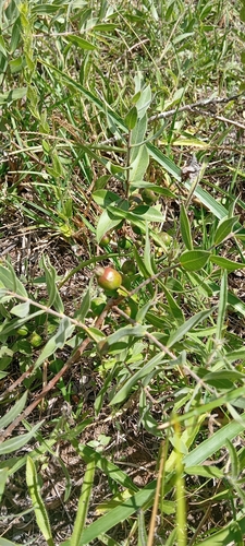 Psidium salutare, photograph 6