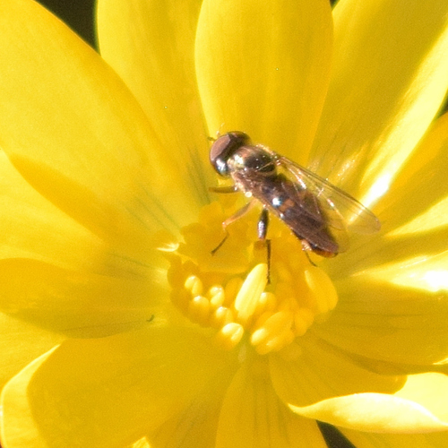 Unknown species found near Santa Teresa County Park, CA, USA