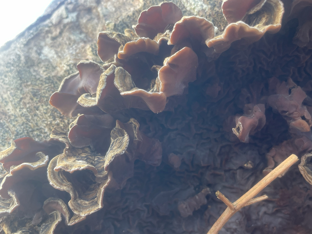 Auricularia mesenterica · February 2026 · photo: © fernium (iNaturalist, cc-by)