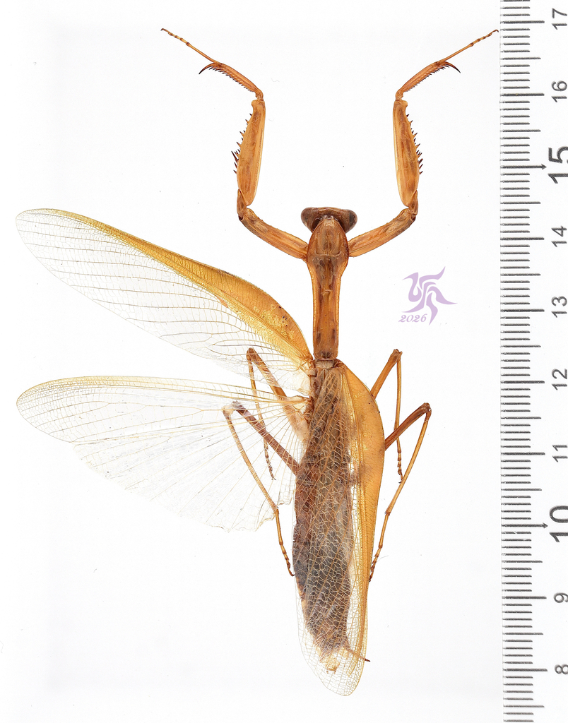 Hierodula aruana from Kepulauan Aru, ID-MA, ID on December 1, 2014 at ...