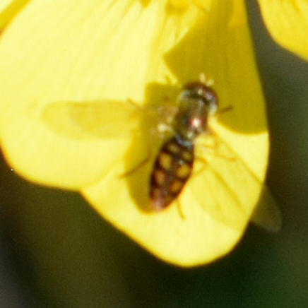 Unknown species found near Santa Teresa County Park, CA, USA