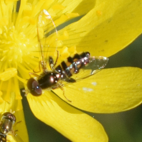 Unknown species found near Santa Teresa County Park, CA, USA