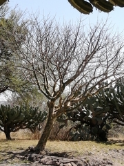 Bursera fagaroides