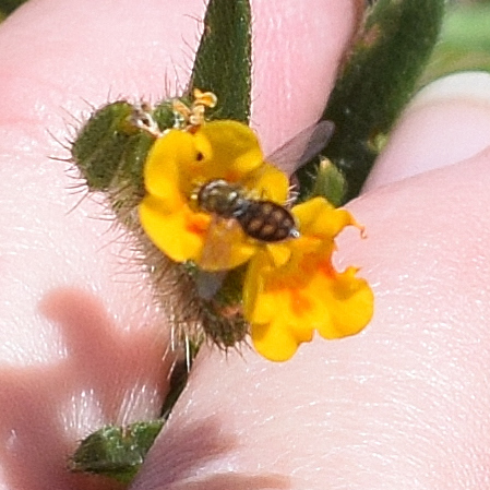 Unknown species found near Santa Teresa County Park, CA, USA