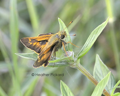 Atalopedes mesogramma