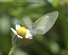 Eurema priddyi