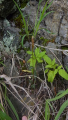 Disperis tripetaloides image