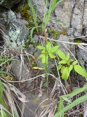 Disperis tripetaloides image