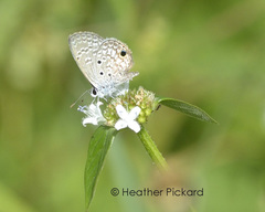 Hemiargus ceraunus