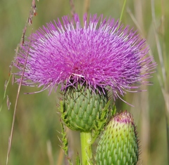 Cirsium pumilum