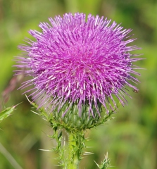 Cirsium pumilum