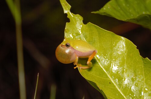 Bela Vista Tree Frog, Dendropsophus elianeae