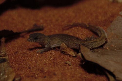 Goias Gecko, Coleodactylus brachystoma