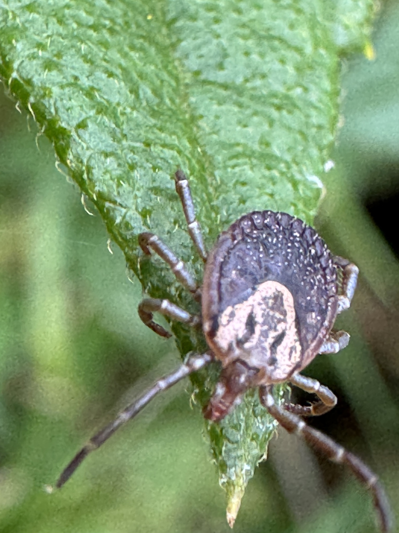 Amblyomma cajennense Fabricius, 1787