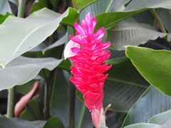 Alpinia purpurata