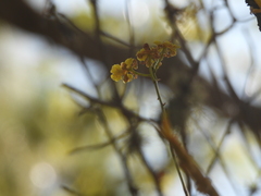 Trichocentrum cavendishianum, photograph (c) Francisco Emilio Roldán Velasco, some rights reserved (CC BY)