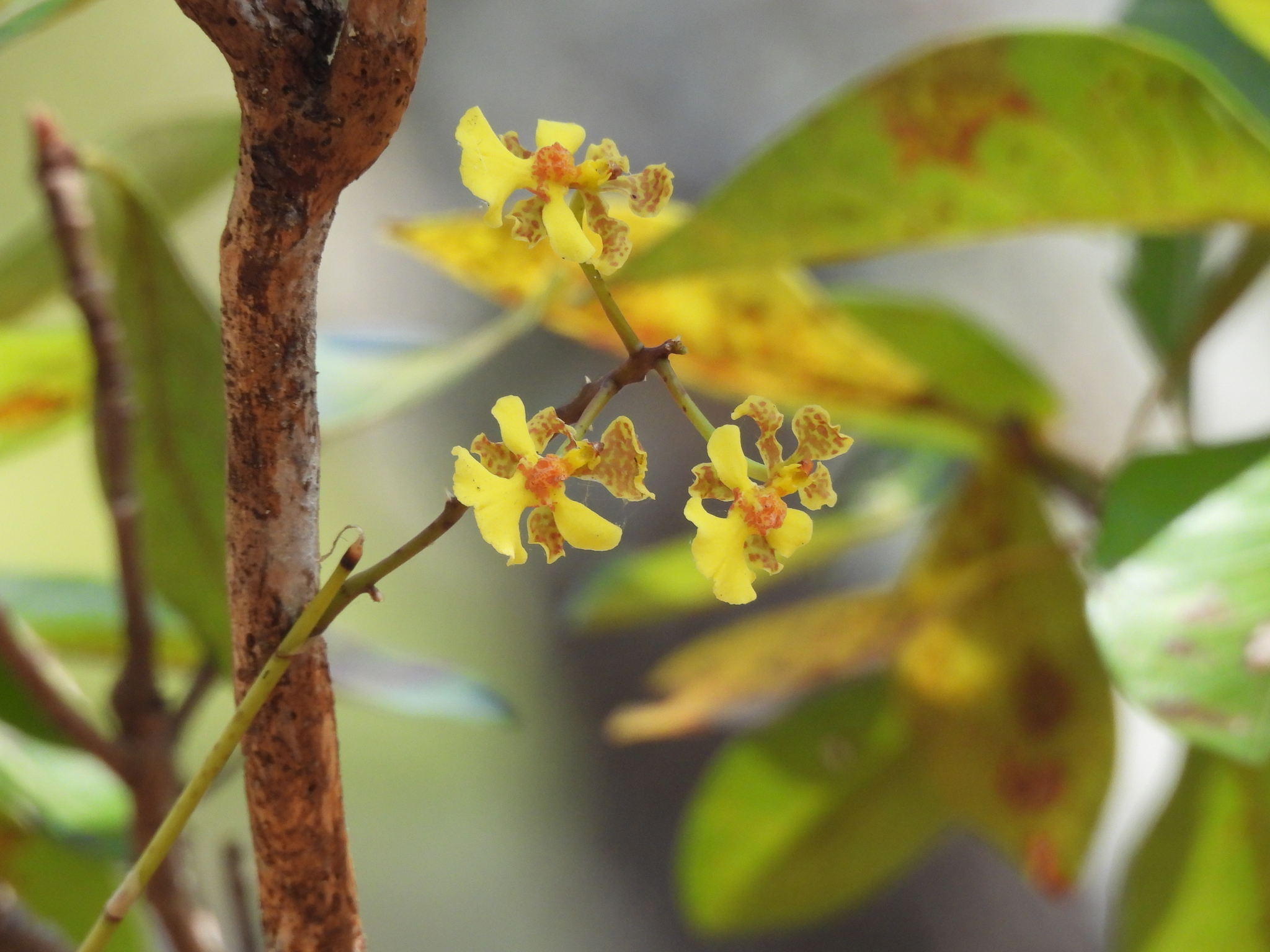 Trichocentrum cavendishianum