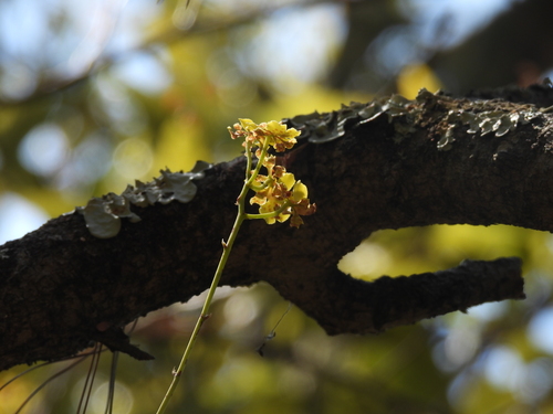 Trichocentrum cavendishianum, photograph 3