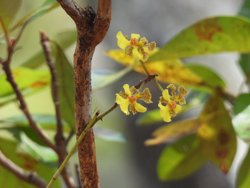 Trichocentrum cavendishianum, photograph 4