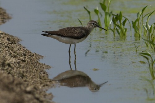 Solitary Sandpiper