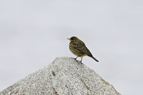 Pipit maritime