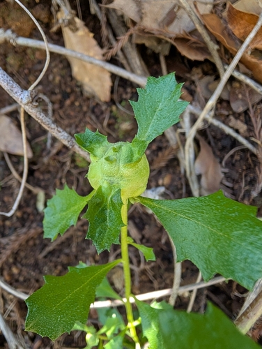 Unknown species found near Julia Pfeiffer Burns State Park, Monterey County, US-CA, US