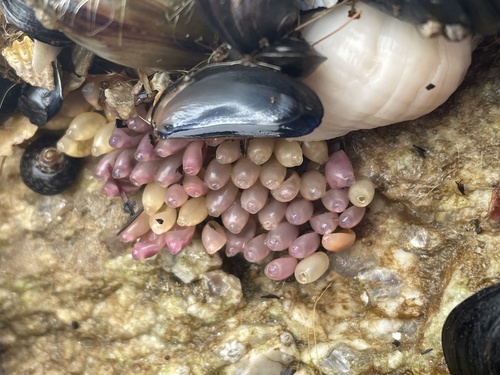 Nucella lapillus