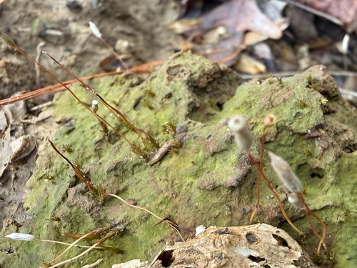 Algal Haircap Moss (Pogonatum pensilvanicum)