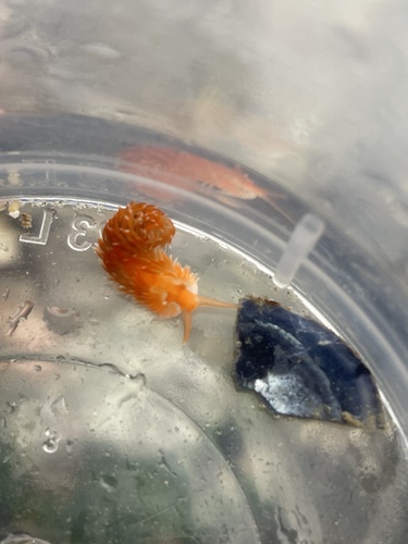 Aeolidiella sanguinea