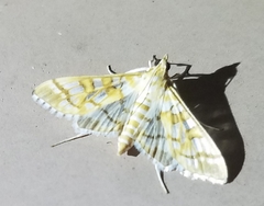 Epipagis fenestralis