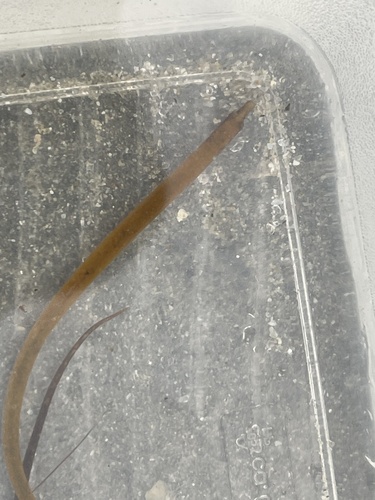 Nerophis lumbriciformis