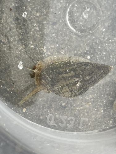 Tritia reticulata