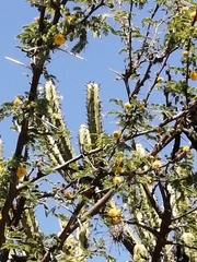 Vachellia